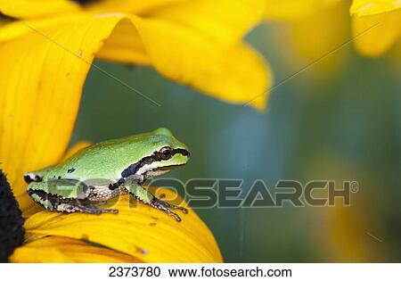 A Pacific Tree Frog (Pseudacris Regilla) Hunts For Insects On A Rudbeckia Blossom; Astoria, Oregon, United States Of America View Large Photo Image Stock Image - A Pacific Tree Frog (Pseudacris Regilla) Hunts For Insects On A Rudbeckia Blossom; Astoria, Oregon, United States Of America. Fotosearch