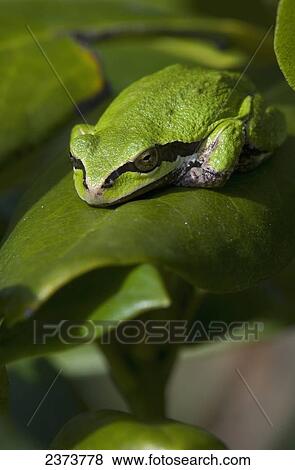 Stock Photo - A Pacific Tree Frog (Pseudacris Regilla) Sleeps On A Rhododendron Leaf; Astoria, Oregon, United States Of America. Fotosearch