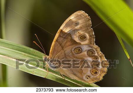 A Pearly Eye Butterfly (Enodia) Rests On A Blade Of Grass; Vian, Oklahoma, United States Of America View Large Photo Image Stock Image - A Pearly Eye Butterfly (Enodia) Rests On A Blade Of Grass; Vian, Oklahoma, United States Of America. Fotosearch