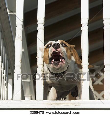 A Pit Bull Threatens Through A Railing; Utila Island, Honduras View Large Photo Image Stock Photo - A Pit Bull Threatens Through A Railing; Utila Island, Honduras. Fotosearch