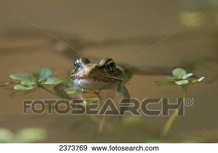 Stock Photo - A Red-Legged Frog Floats In A Pond; Astoria, Oregon, United States Of America. Fotosearch