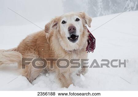 A Retriever Barks For The Camera On A Snowy Misty Day In Winter; British Columbia, Canada View Large Photo Image Stock Photo - A Retriever Barks For The Camera On A Snowy Misty Day In Winter; British Columbia, Canada. Fotosearch
