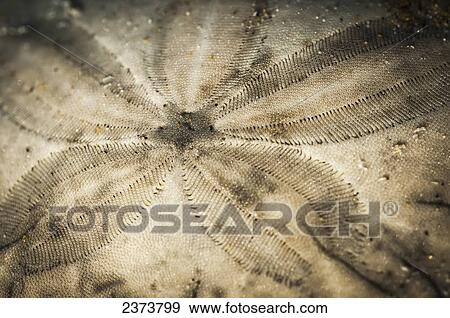 A Sand Dollar Lies On The Beach; Cannon Beach, Oregon, United States Of America View Large Photo Image Stock Photo - A Sand Dollar Lies On The Beach; Cannon Beach, Oregon, United States Of America. Fotosearch