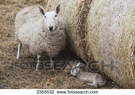 Stock Image - A Sheep And Lamb Together In The Hay; Northumberland, England. Fotosearch