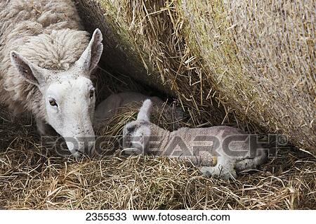 Stock Image - A Sheep And Lamb Together In The Hay; Northumberland, England. Fotosearch