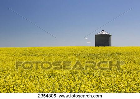 Stock Photography - A Silo In A Canola Field With A Blue Sky; High River, Alberta, Canada. Fotosearch