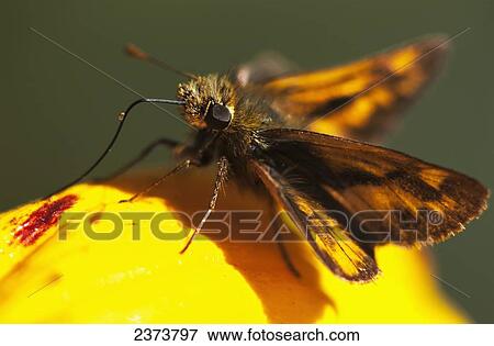 A Skipper Butterfly (Hesperiidae) Visits A Flower; Astoria, Oregon, United States Of America View Large Photo Image Stock Photo - A Skipper Butterfly (Hesperiidae) Visits A Flower; Astoria, Oregon, United States Of America. Fotosearch