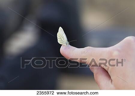 A Small Moth On A Finger In Summer; Palmer, Alaska, United States Of America View Large Photo Image Stock Image - A Small Moth On A Finger In Summer; Palmer, Alaska, United States Of America. Fotosearch