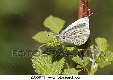 A Small Moth On A Rasberry Leaf In Summer; Palmer, Alaska, United States Of America View Large Photo Image Stock Image - A Small Moth On A Rasberry Leaf In Summer; Palmer, Alaska, United States Of America. Fotosearch