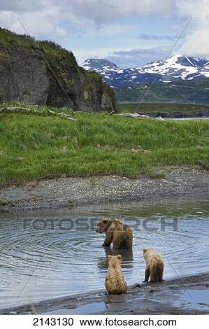 A Sow Brown Bear Looks For Fish While Her Two Cubs Wait On The Bank Of Mikfik Creek At Mcneil River State Game Sanctuary In Southwest Alaska During Summer View Large Photo Image Stock Image - A Sow Brown Bear Looks For Fish While Her Two Cubs Wait On The Bank Of Mikfik Creek At Mcneil River State Game Sanctuary In Southwest Alaska During Summer. Fotosearch