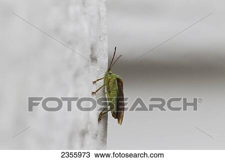 A Stink Bug Rests On The Side Of A House In Summer; Palmer, Alaska, United States Of America View Large Photo Image Stock Image - A Stink Bug Rests On The Side Of A House In Summer; Palmer, Alaska, United States Of America. Fotosearch