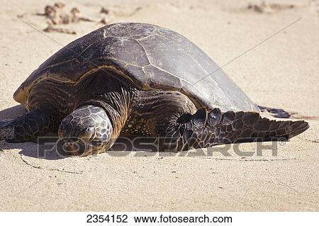 A Turtle On Laniakea Beach (Turtle Beach) On The North Shore; Oahu, Hawaii, United States Of America View Large Photo Image Stock Image - A Turtle On Laniakea Beach (Turtle Beach) On The North Shore; Oahu, Hawaii, United States Of America. Fotosearch