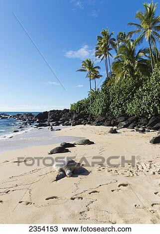 A Turtle On Laniakea Beach (Turtle Beach) On The North Shore; Oahu, Hawaii, United States Of America View Large Photo Image Stock Image - A Turtle On Laniakea Beach (Turtle Beach) On The North Shore; Oahu, Hawaii, United States Of America. Fotosearch