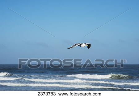 A Western Gull (Larus Occidentalis) Flies Over The Water Against A Blue Sky; Ilwaco, Washington, United States Of America View Large Photo Image Stock Image - A Western Gull (Larus Occidentalis) Flies Over The Water Against A Blue Sky; Ilwaco, Washington, United States Of America. Fotosearch