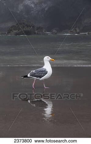 Stock Image - A Western Gull (Larus Occidentalis) Walks On The Beach; Cannon Beach, Oregon, United States Of America. Fotosearch