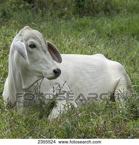 Picture - A White Cow In The Grass; Zacapa, Guatemala. Fotosearch