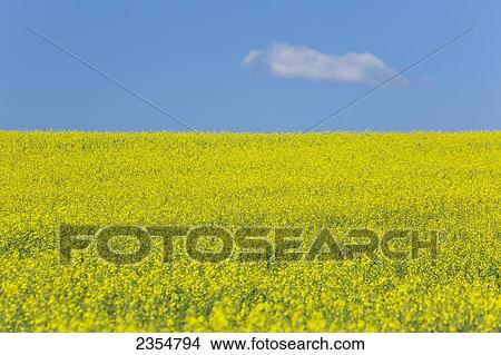 Picture - A Yellow Canola Field; Alberta, Canada. Fotosearch