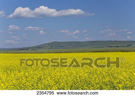 Stock Photography - A Yellow Canola Field; Alberta, Canada. Fotosearch