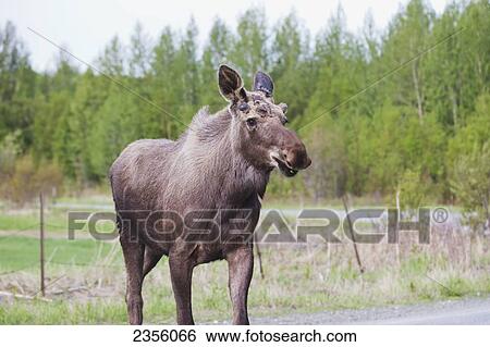 A Young Male Moose (Alces Alces) Crosses The Road On Trunk Road In Early Summer; Palmer, Alaska, United States Of America View Large Photo Image Stock Photograph - A Young Male Moose (Alces Alces) Crosses The Road On Trunk Road In Early Summer; Palmer, Alaska, United States Of America. Fotosearch