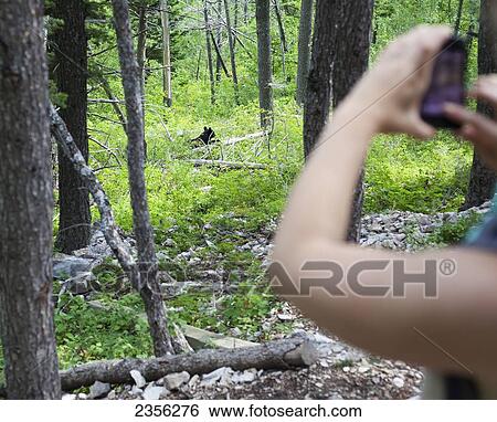 A Young Woman Takes A Photo Of A Wild Black Bear (Ursus Americanus) Cub With Her Phone; Alberta, Canada View Large Photo Image Stock Photograph - A Young Woman Takes A Photo Of A Wild Black Bear (Ursus Americanus) Cub With Her Phone; Alberta, Canada. Fotosearch