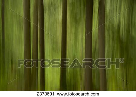 Abstract Of Blurred Rainforest Trees; Vancouver, British Columbia, Canada View Large Photo Image Stock Image - Abstract Of Blurred Rainforest Trees; Vancouver, British Columbia, Canada. Fotosearch