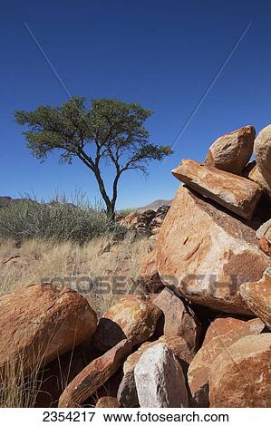 Acacia Tree With Rocks Landscape; Namibia View Large Photo Image Stock Photo - Acacia Tree With Rocks Landscape; Namibia. Fotosearch