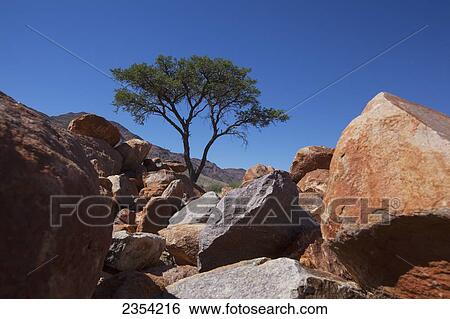 Acacia Tree With Rocks Landscape; Namibia View Large Photo Image Stock Photograph - Acacia Tree With Rocks Landscape; Namibia. Fotosearch