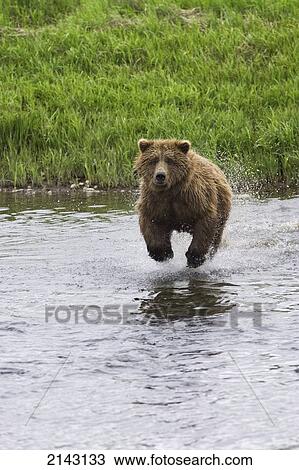 Stock Image - Adult Grizzly Bear Charges Into Mikfik Creek To Catch Salmon At Mcneil River State Game Sanctuary During Summer In Alaska. Fotosearch
