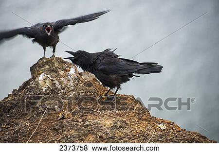 American Crows (Corvus Brachyrhynchos) Express Emotions; Cannon Beach, Oregon, United States Of America View Large Photo Image Stock Photo - American Crows (Corvus Brachyrhynchos) Express Emotions; Cannon Beach, Oregon, United States Of America. Fotosearch