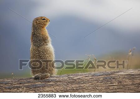 An Arctic Ground Squirrel (Urocitellus Parryii) Sits On A Log In Denali National Park And Preserve; Alaska, United States Of America View Large Photo Image Stock Image - An Arctic Ground Squirrel (Urocitellus Parryii) Sits On A Log In Denali National Park And Preserve; Alaska, United States Of America. Fotosearch
