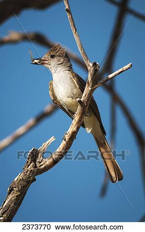 Stock Image - An Ash-Throated Flycatcher (Myiarchus Cinerascens) Captures Insects For Nestlings; Willows, California, United States Of America. Fotosearch