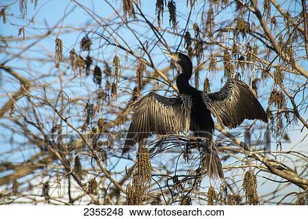 Anhinga (Anhinga Anhinga) Drying Wings; Florida, United States Of America View Large Photo Image Stock Photo - Anhinga (Anhinga Anhinga) Drying Wings; Florida, United States Of America. Fotosearch