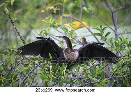 Anhinga (Anhinga Anhinga) Drying Wings; Florida, United States Of America View Large Photo Image Stock Photo - Anhinga (Anhinga Anhinga) Drying Wings; Florida, United States Of America. Fotosearch