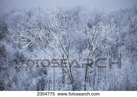 Barren Tree In The Caledon Badlands Near Inglewood Under A Fresh Dusting Of Snow; Ontario, Canada View Large Photo Image Stock Photography - Barren Tree In The Caledon Badlands Near Inglewood Under A Fresh Dusting Of Snow; Ontario, Canada. Fotosearch