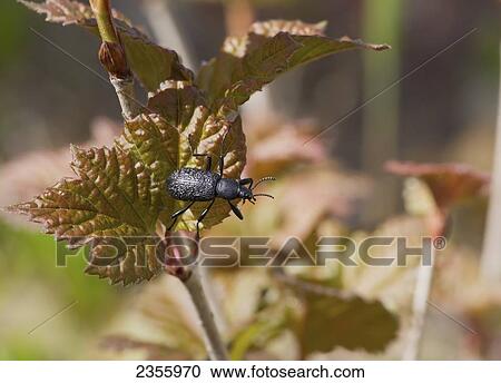 Stock Image - Beetle In The Summer Sunshine; Palmer, Alaska, United States Of America. Fotosearch