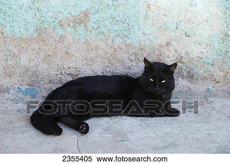Black Cat Resting Against A Blue-Grey Wall; Valparaiso, Chile View Large Photo Image Stock Photography - Black Cat Resting Against A Blue-Grey Wall; Valparaiso, Chile. Fotosearch