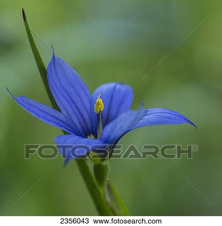 Stock Image - Blue-Eyed Grass (Sisyrinchium Montanum); Ontario, Canada. Fotosearch