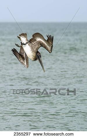 Brown Pelican (Pelecanus Occidentalis) Diving Into The Water, Lover's Key State Park; Florida, United States Of America View Large Photo Image Stock Photo - Brown Pelican (Pelecanus Occidentalis) Diving Into The Water, Lover's Key State Park; Florida, United States Of America. Fotosearch
