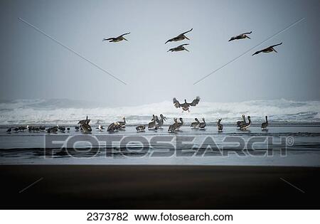 Brown Pelicans (Pelecanus Occidentalis) Land On A Beach; Ilwaco, Washington, United States Of America View Large Photo Image Stock Image - Brown Pelicans (Pelecanus Occidentalis) Land On A Beach; Ilwaco, Washington, United States Of America. Fotosearch