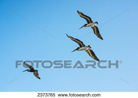 Brown Pelicans (Pelecanus Occidentalis) In A Blue Sky; Ilwaco, Washington, United States Of America View Large Photo Image Stock Photography - Brown Pelicans (Pelecanus Occidentalis) In A Blue Sky; Ilwaco, Washington, United States Of America. Fotosearch