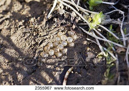 Bug Eggs In Springtime; Palmer, Alaska, United States Of America View Large Photo Image Stock Photo - Bug Eggs In Springtime; Palmer, Alaska, United States Of America. Fotosearch