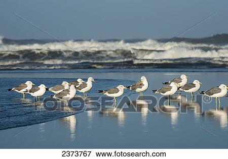 Stock Photo - California Gulls (Larus Californicus) Rest On A Beach; Ilwaco, Washington, United States Of America. Fotosearch