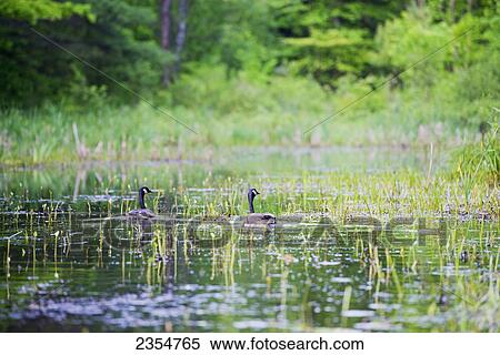 Stock Photography - Canada Geese (Branta Canadensis) In A Pond; Ontario, Canada. Fotosearch