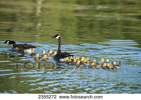 Canada Geese (Branta Canadensis), Adults And Babies, In A Lake; Clearlake, California, United States Of America View Large Photo Image Stock Image - Canada Geese (Branta Canadensis), Adults And Babies, In A Lake; Clearlake, California, United States Of America. Fotosearch