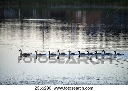 Canada Geese (Branta Canadensis) Swimming In Straight Line Behind Mother Goose; 100 Mile House, British Columbia, Canada View Large Photo Image Stock Image - Canada Geese (Branta Canadensis) Swimming In Straight Line Behind Mother Goose; 100 Mile House, British Columbia, Canada. Fotosearch