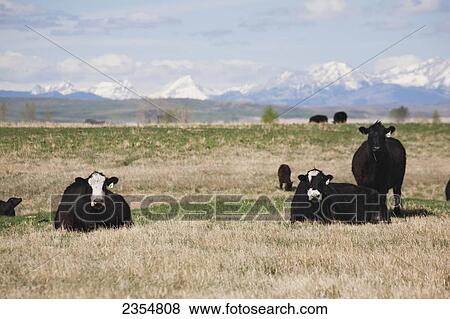 Cattle Grazing In A Field With Snow Capped Mountains, Blue Sky And Clouds In The Background; Nanton, Alberta, Canada View Large Photo Image Stock Photo - Cattle Grazing In A Field With Snow Capped Mountains, Blue Sky And Clouds In The Background; Nanton, Alberta, Canada. Fotosearch