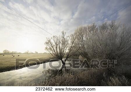 Cattle Grazing On A Field At Sunrise; Gloucester, England View Large Photo Image Stock Image - Cattle Grazing On A Field At Sunrise; Gloucester, England. Fotosearch