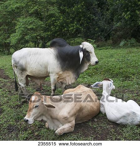 Stock Photography - Cattle Resting In A Field; Zacapa, Guatemala. Fotosearch