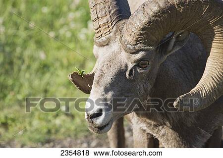Close Up Of A Bighorn Sheep (Ovis Canadensis); Kananaskis, Alberta, Canada View Large Photo Image Stock Photo - Close Up Of A Bighorn Sheep (Ovis Canadensis); Kananaskis, Alberta, Canada. Fotosearch