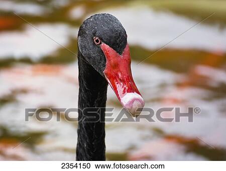 Close Up Of A Black Swan's (Cygnus Atratus) Head At Valley Of The Temples; Oahu, Hawaii, United States Of America View Large Photo Image Stock Image - Close Up Of A Black Swan's (Cygnus Atratus) Head At Valley Of The Temples; Oahu, Hawaii, United States Of America. Fotosearch